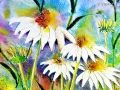 echinacea - visartis®