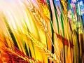 erntezeit - visartis®
