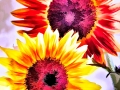 in-der-sonne - visartis®