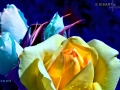 rosen-im-mondschein - visartis®