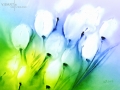 tulpen-im-wind - visartis®