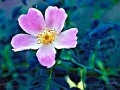 botschafter - visartis®